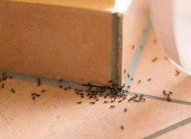 驱赶蚂蚁最简单实用的办法