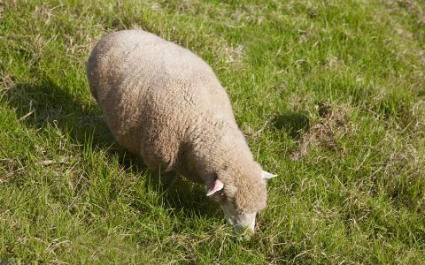 女人属羊的人命是不是不好 属羊难得四月羊啥意思