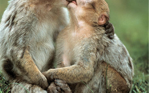 属猴男和属猴女可不可以结婚 属猴男人和属猴女人配对分析