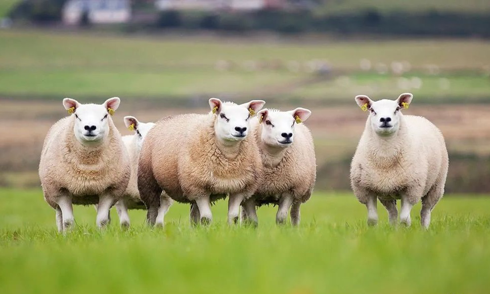 2、一月羊二月羊的顺口溜:关于喜羊羊的顺口溜...