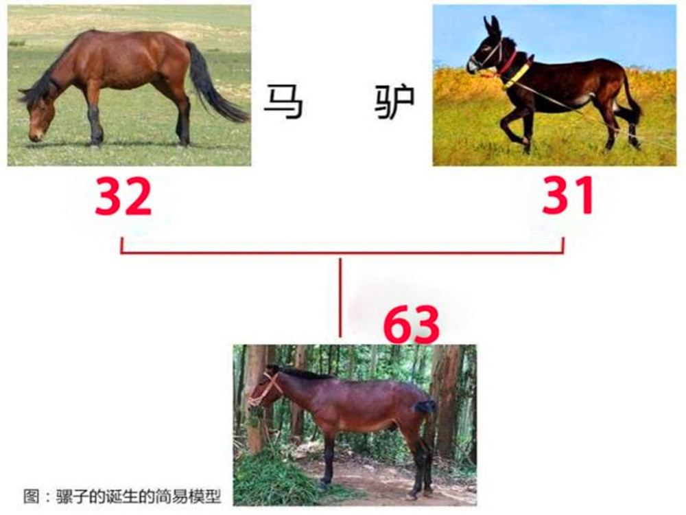 3、为什么驴只能和马？马只能和驴？咋不能与同种动物呢？？？？？？？
