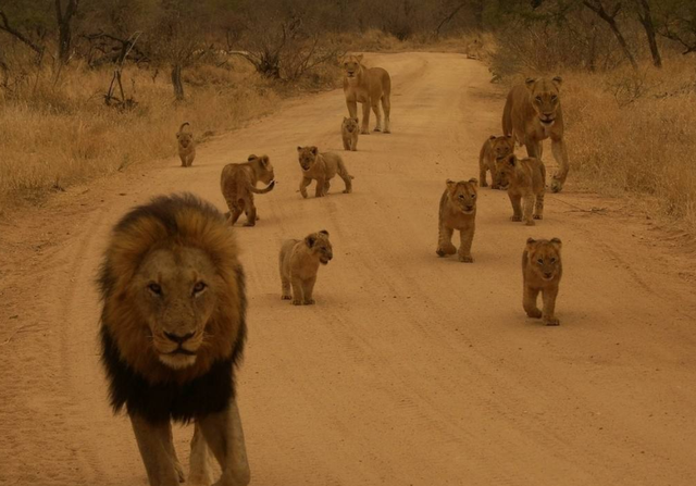 2、狮子会和自己女儿繁殖吗:为什么狮子会吃自己的儿子