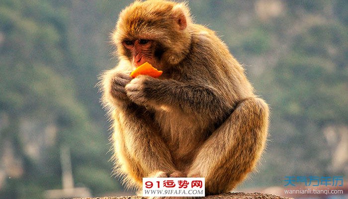 2、92年的猴子是什么命五行属什么:年属猴是什么命