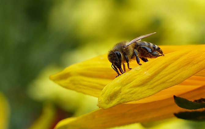 4、什么风水是招蜜蜂:什么风水是招黄蜂窝