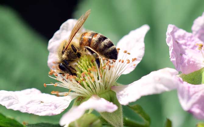 2、什么风水是招蜜蜂:蜜蜂飞跑是什么风水？
