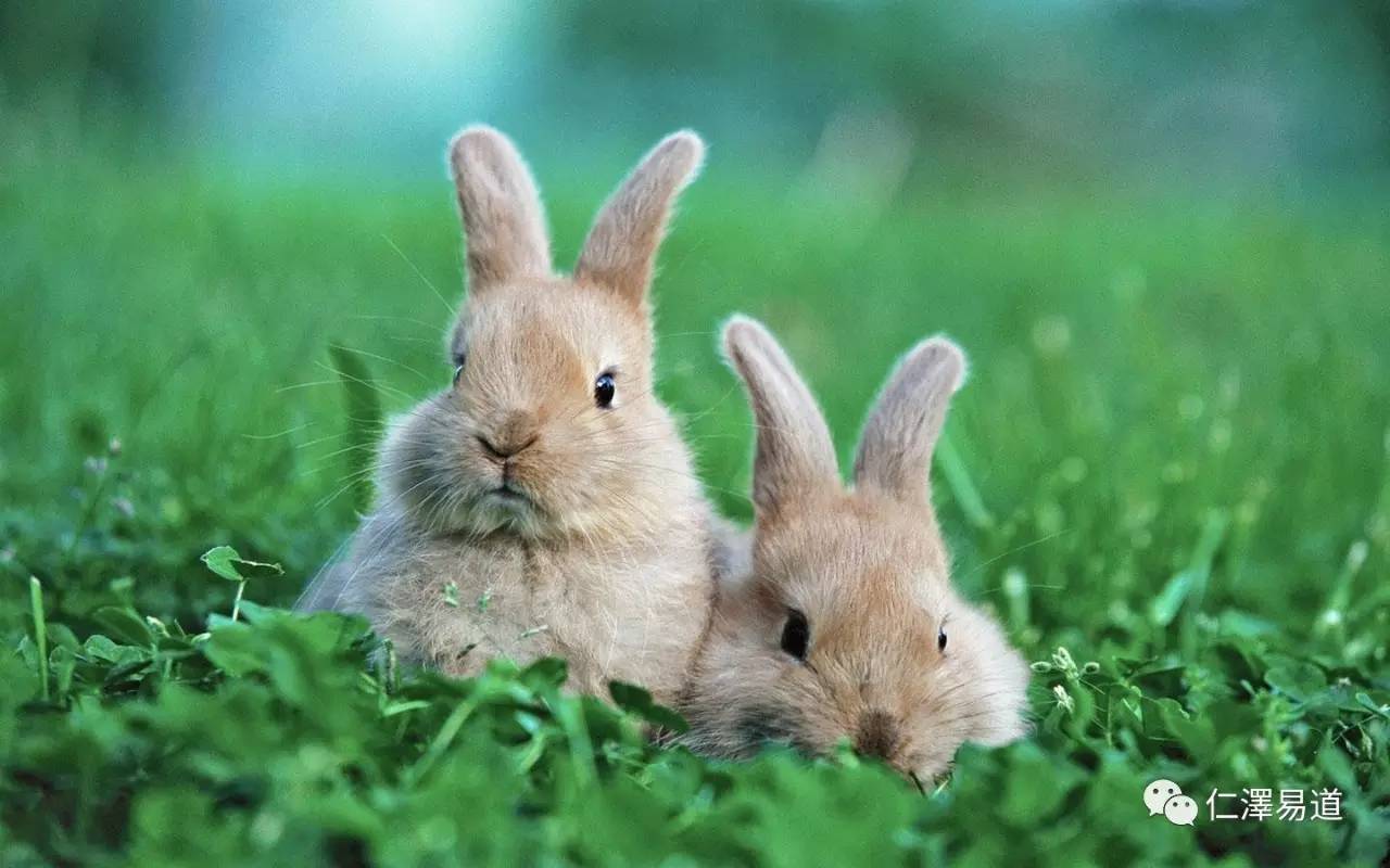 2、属兔的宝宝和什么属相的父母相克:属兔的父母跟什么属相的子女**