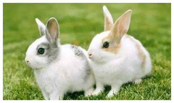 2、属兔出生哪个月份命最苦:属兔最苦的是在什么年龄