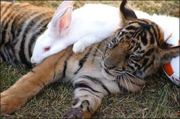 2、虎和兔在一起对谁不利:虎和兔在一起好吗，急！！望解答