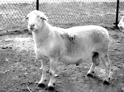 4、日羊最简单的方法:怎么养羊长得快？