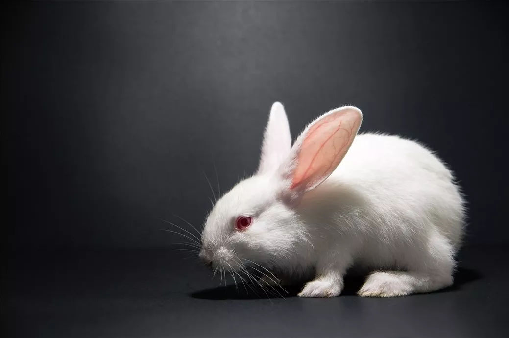 1、养兔子的十大禁忌:兔子可不可以洗澡 则么洗澡