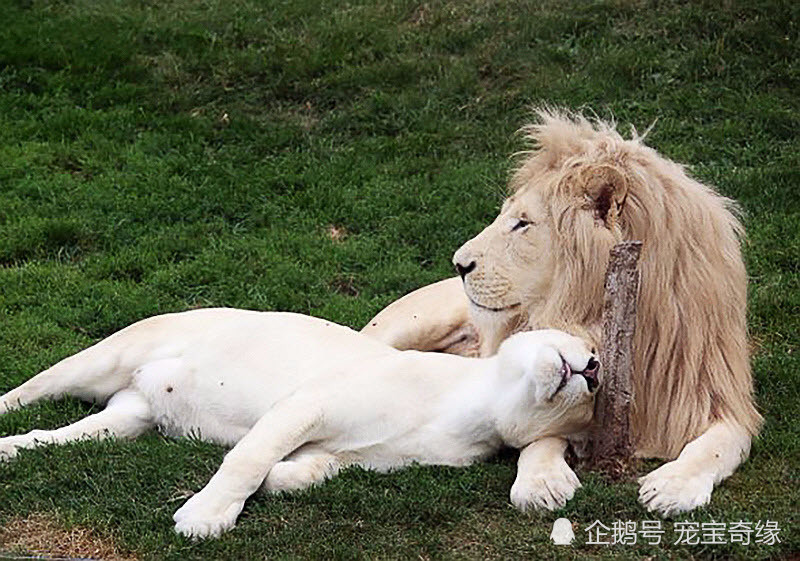 2、狮子女会随便跟人睡觉吗:狮子女容易和喜欢人吗?