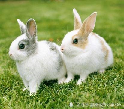 3、23年兔宝宝几月出生**命:年属兔的是什么命
