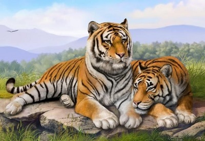 4、属虎分为三种虎:属虎的是哪年出生的