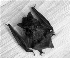 家里突然飞进一只蝙蝠是好兆头吗