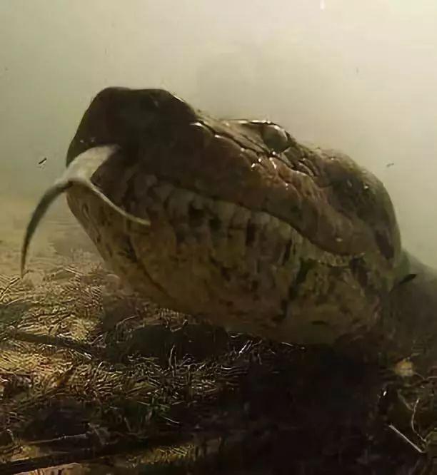 男子潜水意外遇到7米长现存最大蛇 恐怖对峙画面曝光(视频)