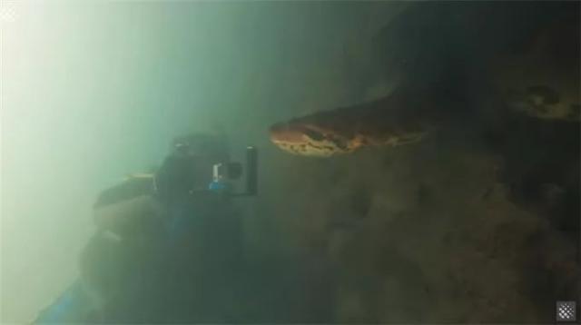 男子潜水意外遇到7米长现存最大蛇 恐怖对峙画面曝光(视频)
