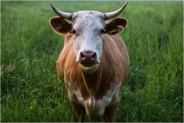 2、牛和牛婚配:属牛的和什么属相最配 属牛的属相婚配表