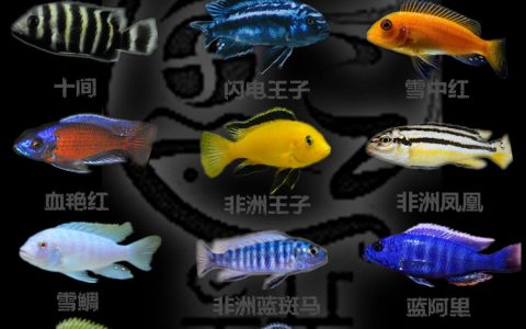 热带鱼种类图片大全价格表，热带鱼种类名称及图片