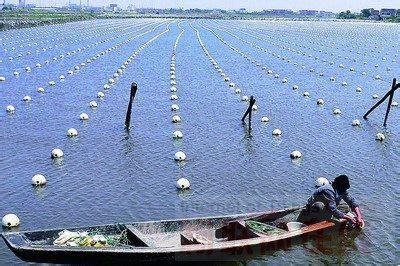 2、淡水养殖什么利润高:农村养殖什么鱼利润高