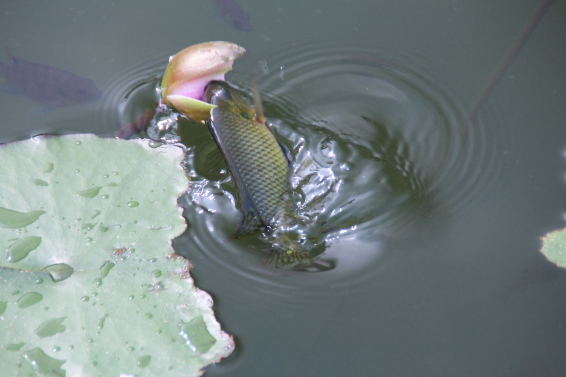 3、为什么鱼都跑到水面上:鱼缸里的鱼为什么都跑到水面上来了？
