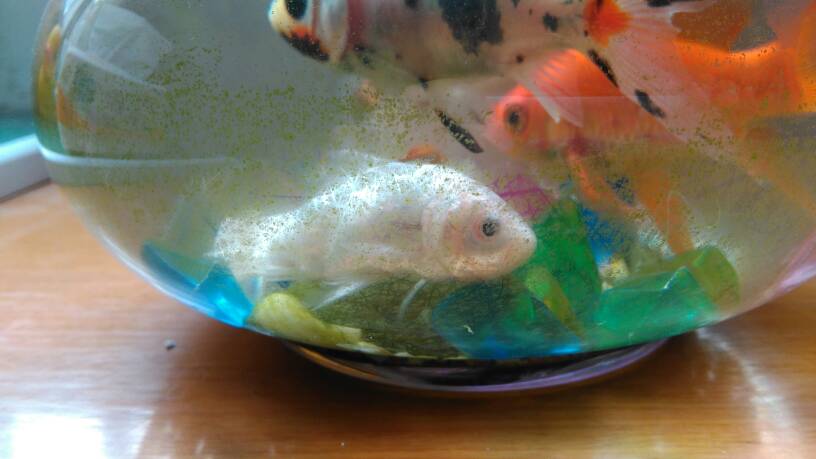 4、鱼为什么躺在鱼缸底下:鱼在鱼缸底部不动为什么