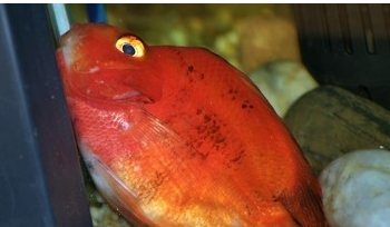 2、鱼身体上出现黑斑点怎么办:鱼尾部和身体上长黑斑怎么办？
