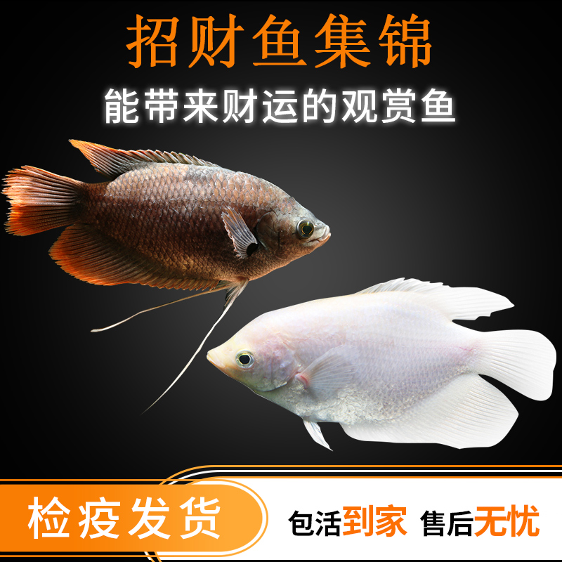 1、发财鱼是热带鱼吗:发财鱼怎么养