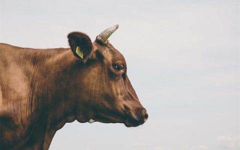 牛与牛结婚好吗，牛和牛相配的姻缘好吗