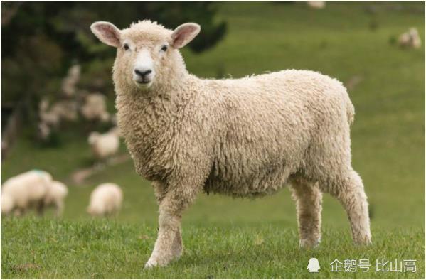 3、属羊的有几次婚姻:属羊一生有几次婚姻 属羊的人的婚姻和命运